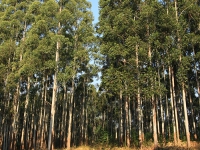 Plantations1
