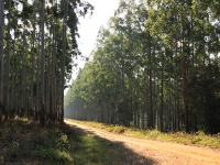Plantations2