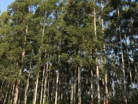 Plantations3