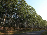 Plantations4